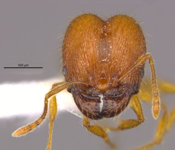 Media type: image;   Entomology 36170 Aspect: head frontal view